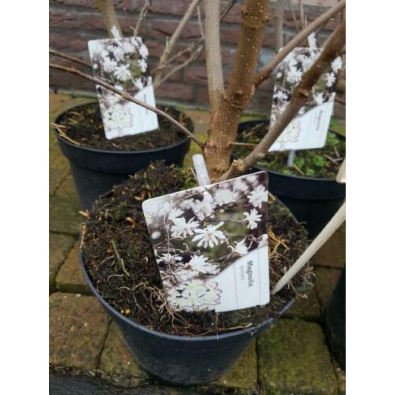 Morgen leegverkoop van vaste planten bodemprijzen op is op