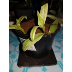 Tradescantia Ivory Hill stekjes goed geworteld snelle groei