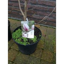 Morgen leegverkoop van vaste planten bodemprijzen op is op