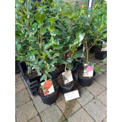 Morgen leegverkoop van vaste planten bodemprijzen op is op