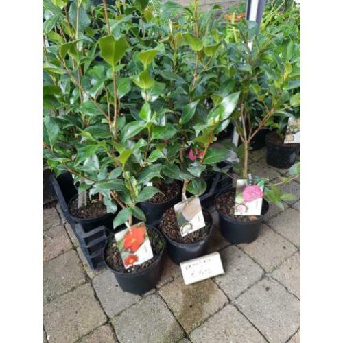 Morgen leegverkoop van vaste planten bodemprijzen op is op