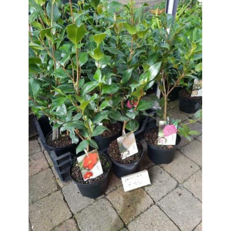 Morgen leegverkoop van vaste planten bodemprijzen op is op