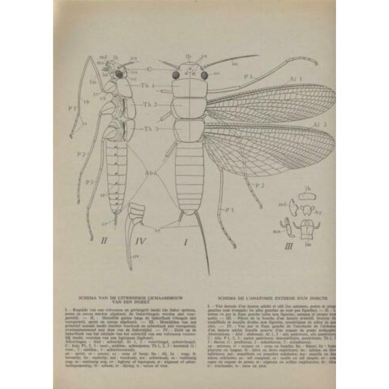 Insekten van België; Fort; 1969