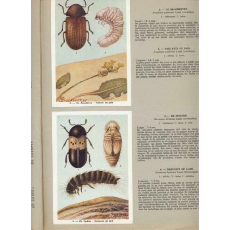 Insekten van België; Fort; 1969