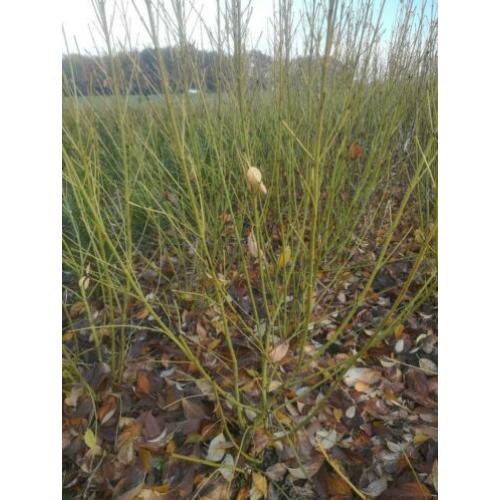 Cornus sericea 'Flaviramea' kornoelje