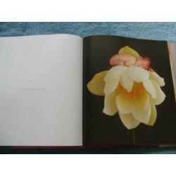 Anne Geddes - Celine Dion - Miracle - Het wonder van leven