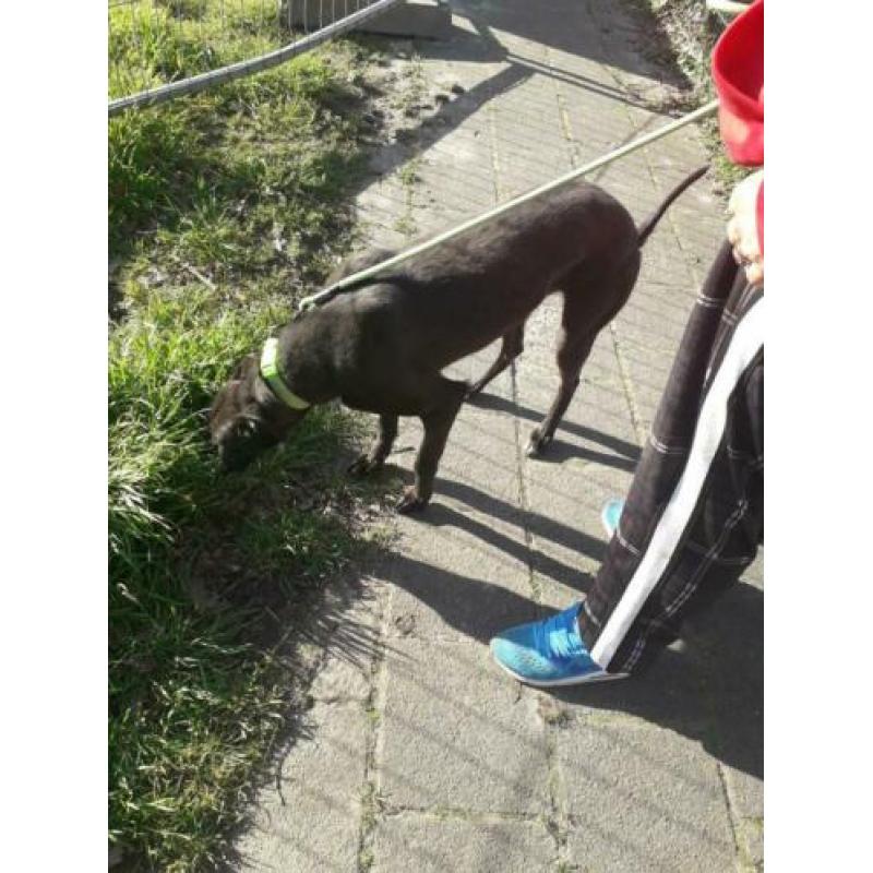 Hazewind hond