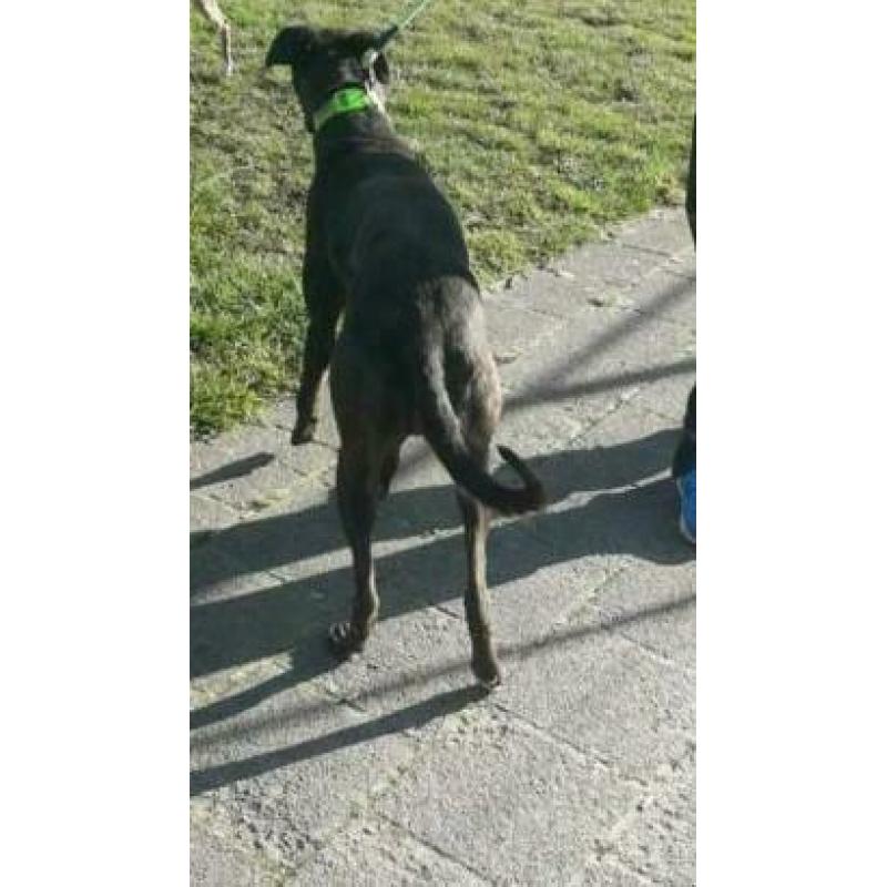 Hazewind hond