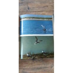 WADDEN IN FOCUS in Nederlands, Engels, Duits