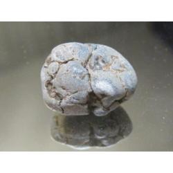 opruiming: 2x ruwe edelsteen DINOSAURUSBOT (1)