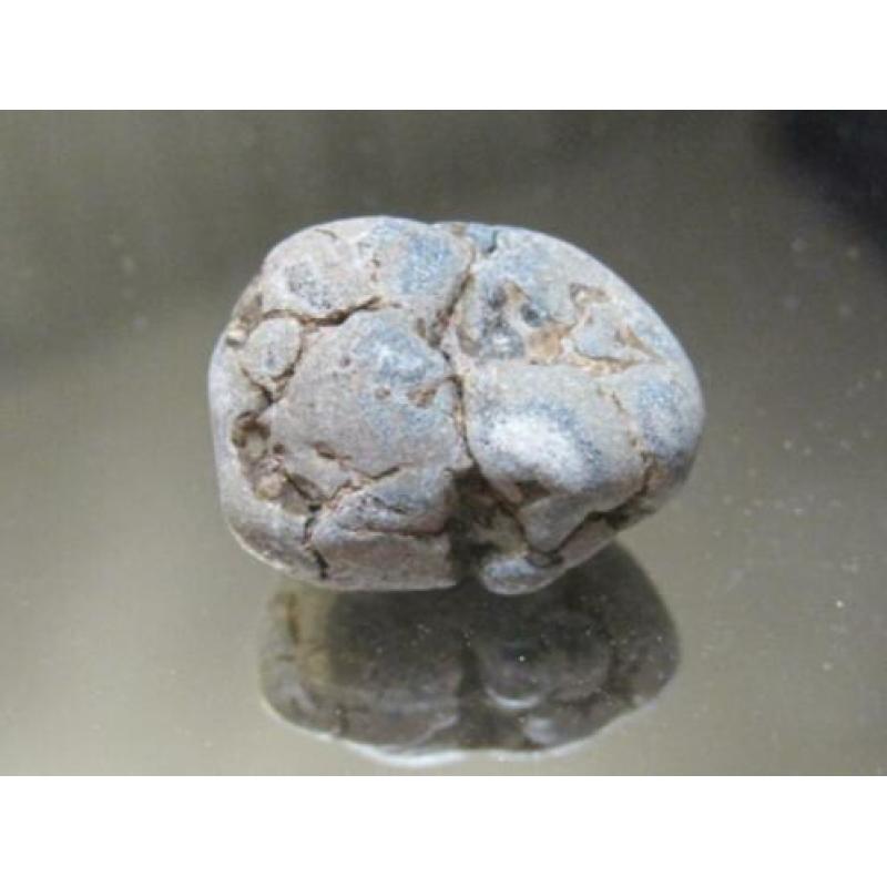 opruiming: 2x ruwe edelsteen DINOSAURUSBOT (1)