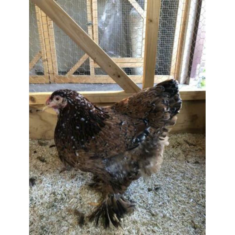 Brahma porselein