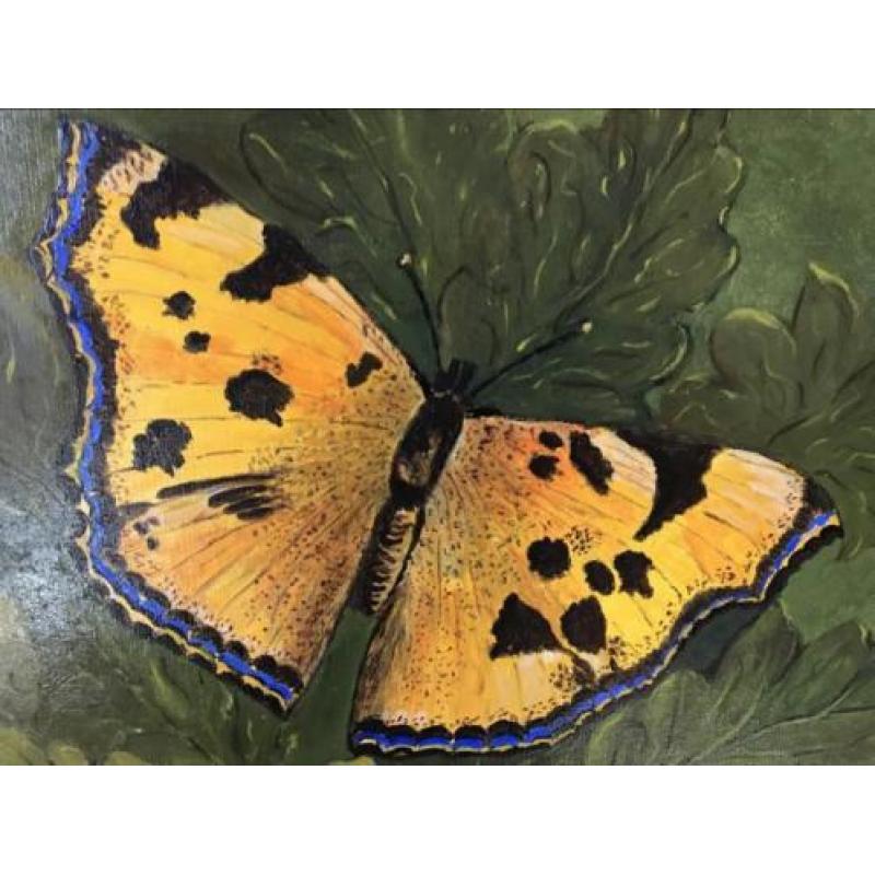 Vlinder schilderij 50x40 cm