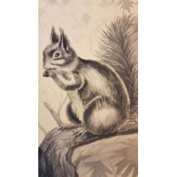 Tekening met aquarel en grafiet eekhoorn Aart Verwey 1966.