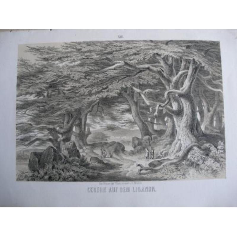 1863 - Die Riesen der Pflanzenwelt. Mit 16 lithografieën