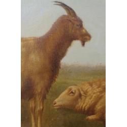 Arthur De Waerhert, schapen in de wei