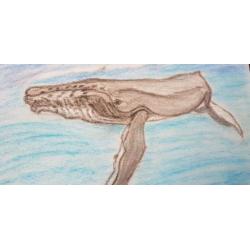 Tekening Bultrug en duiker.