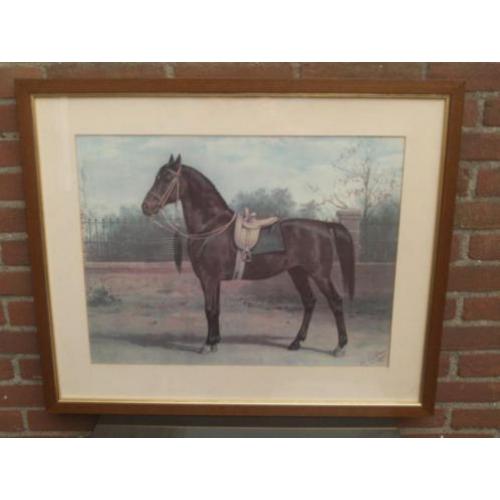 Paard Woyko, uit de platenatlas (herdruk) van Otto Eerelman