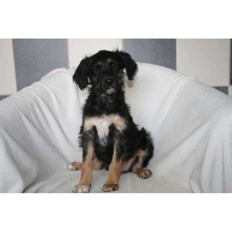 Border Doodle pups ( Labradoodle x Border Collie)