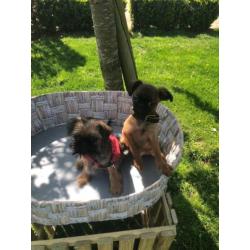 griffon pups zoeken thuis!