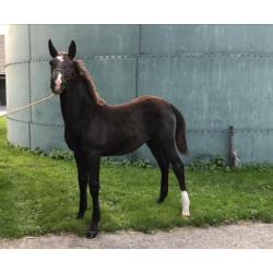 Tuigpaard merrie veulens