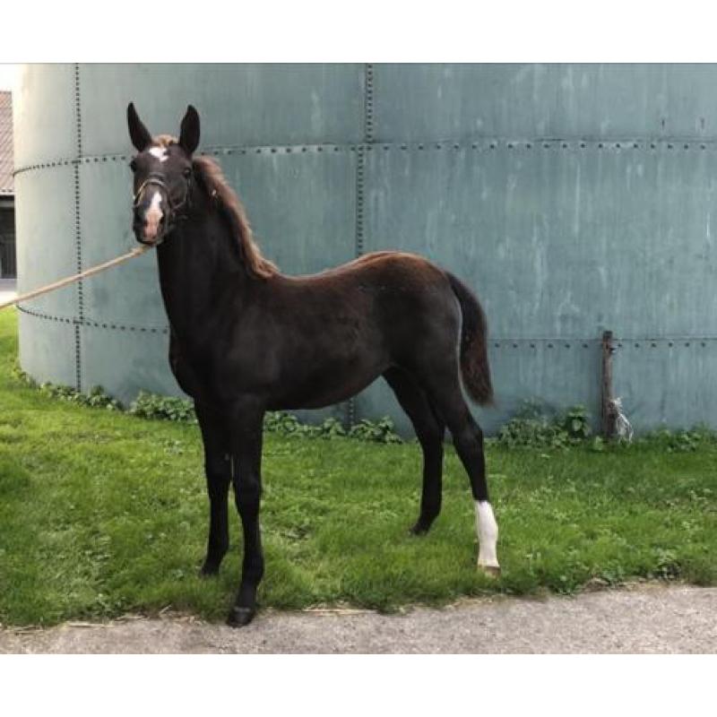 Tuigpaard merrie veulens