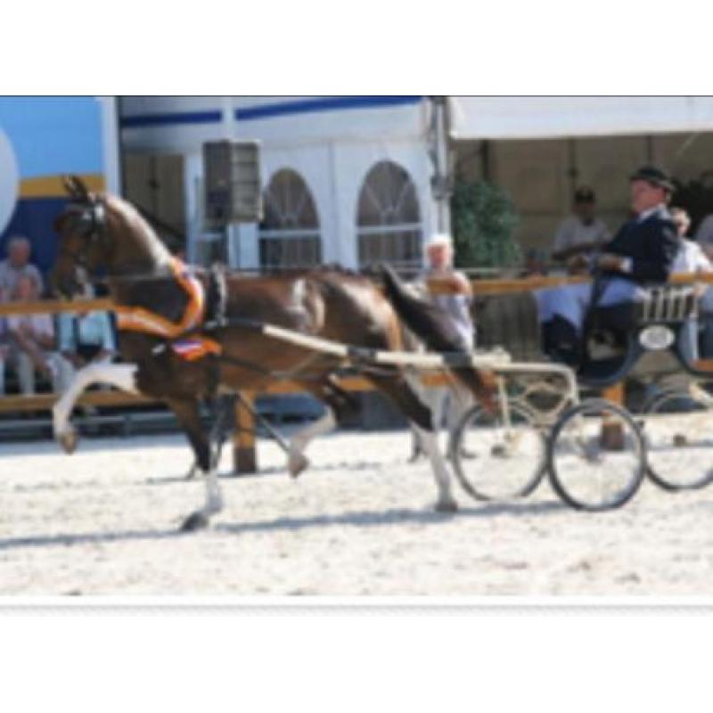 Super mooie kampioen tuigpaard fokmerrie en hackney veulen