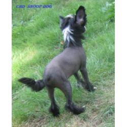 Chinese Naakthond pup met stamboom