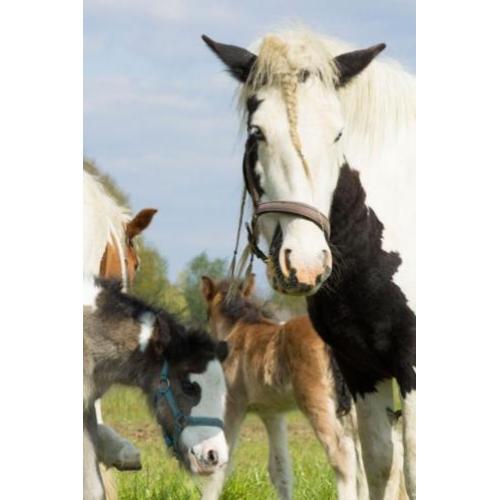 Meerdere irish cobs / tinker merries / veulens