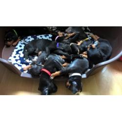 Kruizing dwergpincher pups mogen het nest verlaten