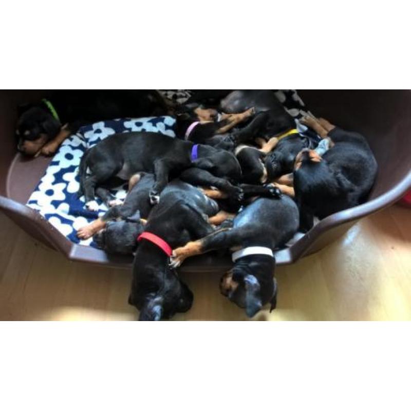 Kruizing dwergpincher pups mogen het nest verlaten