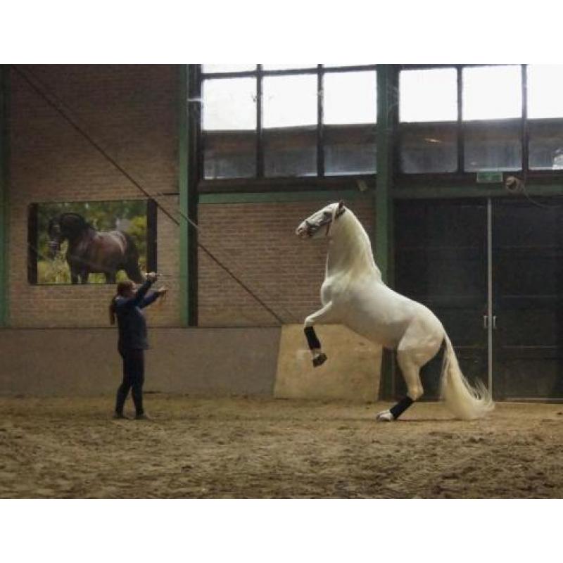 Super lieve lusitano hengst