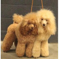 Te koop middenslag poedelspups
