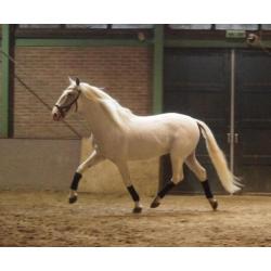 Super lieve lusitano hengst