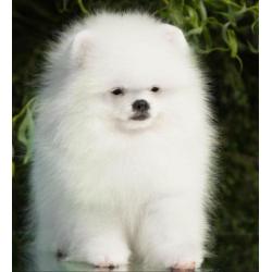 Prachtig Reutje Pomeranian/Pomeriaan/Dwergkeesje/FC