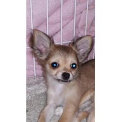 Tk mooi langhaar chihuahua pup teefje