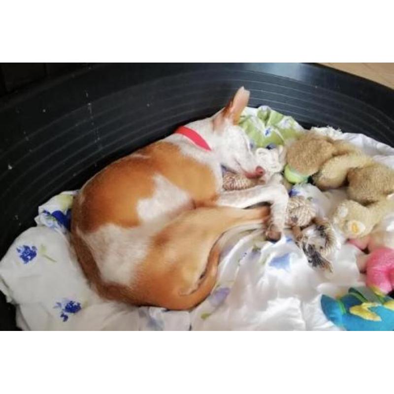 Sproetje, 7 maand