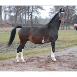 Super mooie kampioen tuigpaard fokmerrie en hackney veulen