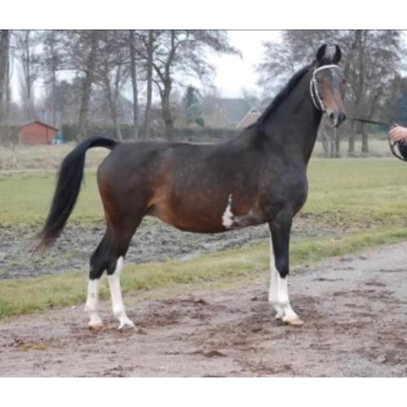 Super mooie kampioen tuigpaard fokmerrie en hackney veulen