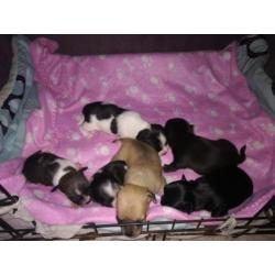 Chihuahua puppy's