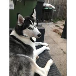 Frosty - husky / zoekt een nieuw thuis