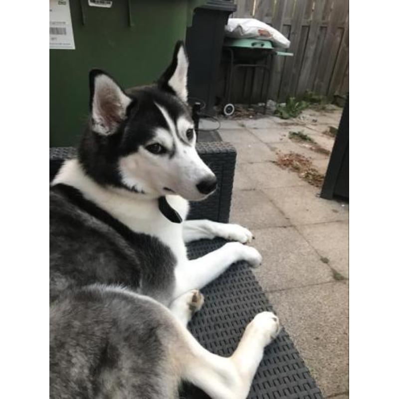 Frosty - husky / zoekt een nieuw thuis