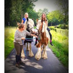 Meerdere irish cobs / tinker merries / veulens