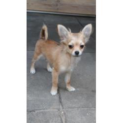 Tk mooi langhaar chihuahua pup teefje