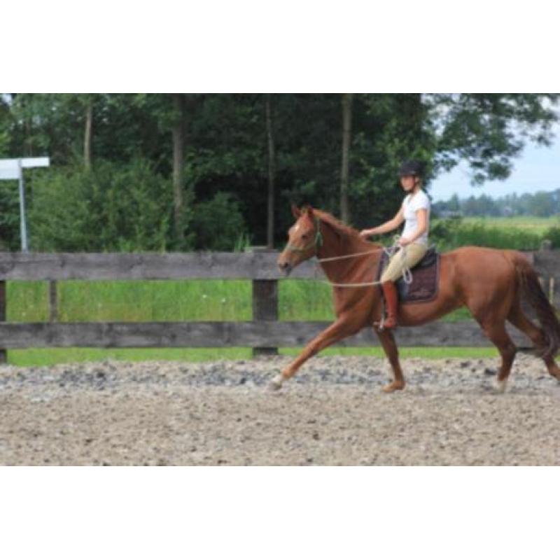 paard