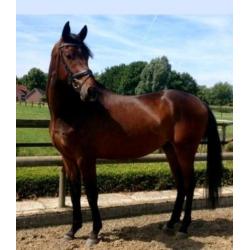 **VERKOCHT** 6 jarige dressuurruin.