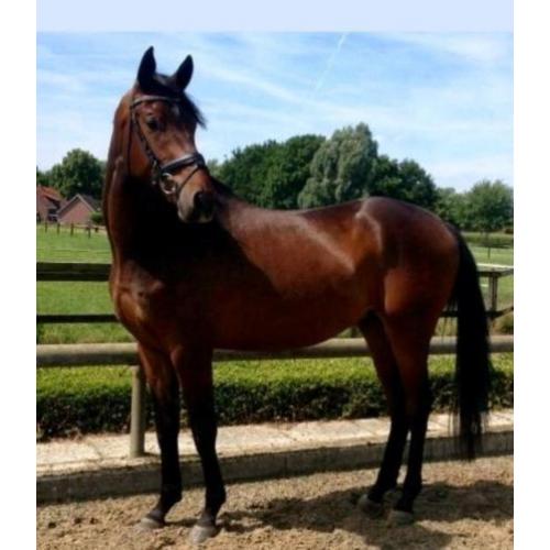 **VERKOCHT** 6 jarige dressuurruin.
