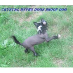 Chinese Naakthond pup met stamboom