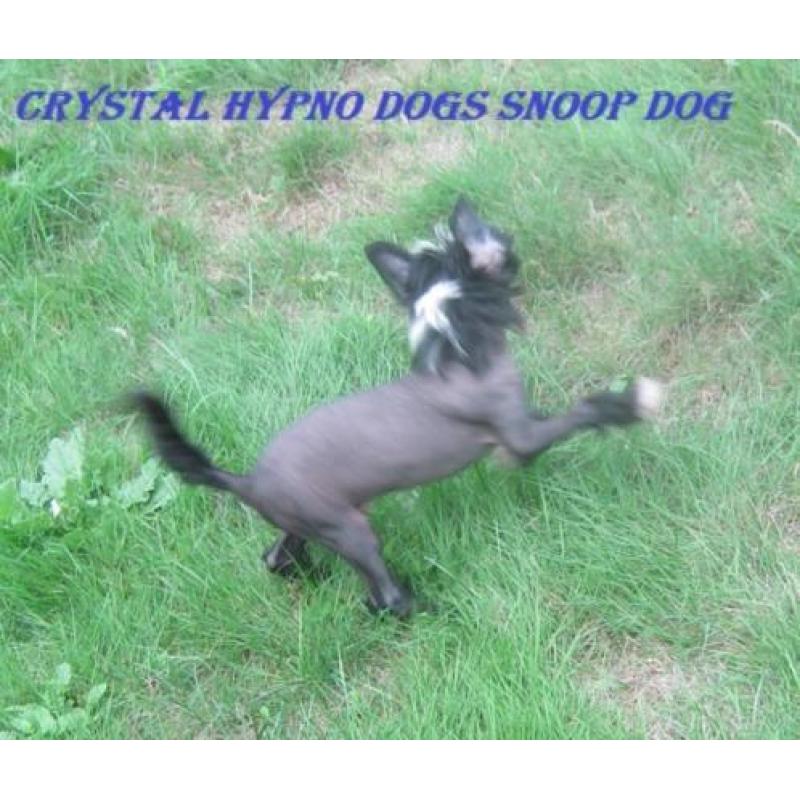 Chinese Naakthond pup met stamboom
