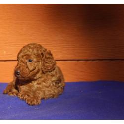 Te koop middenslag poedelspups
